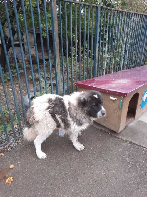 ქართული ნაგაზი ჯუნა