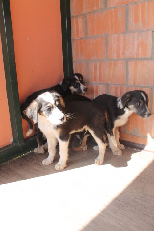 მეტისის ლეკვები უსახელო