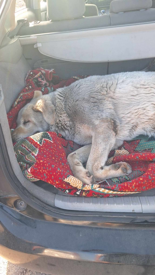 მეტისი ნახალოვკა