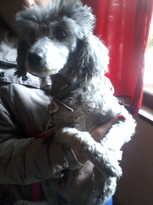 პუდელი პეკი