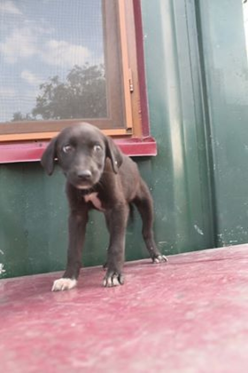 მეტისი უსახელო