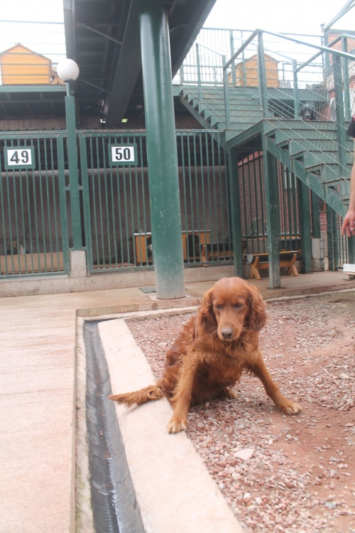 სეტერი უსახელო