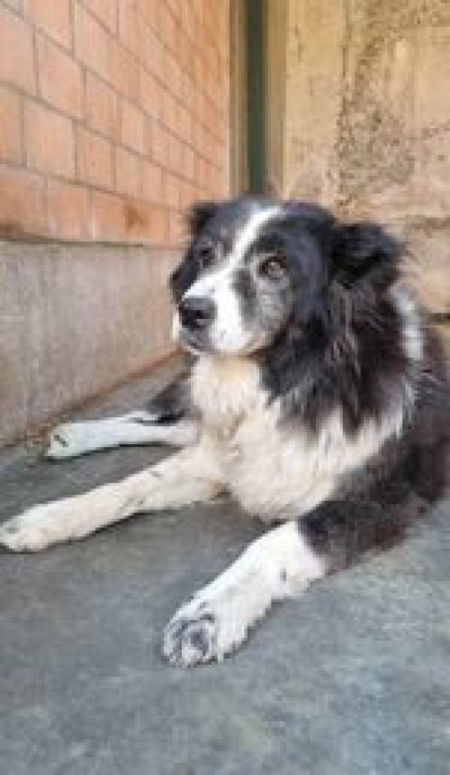 ქართული ქოფაკი ბებერო