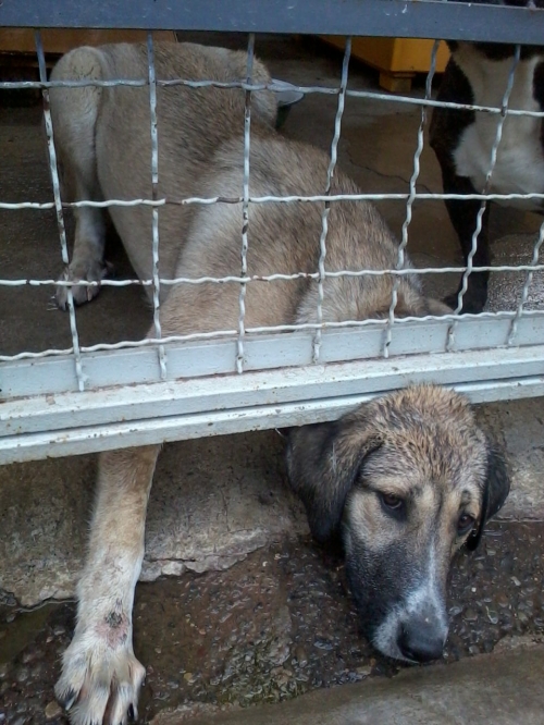 მეტისი ბუბუ