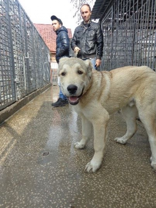 ქართული ნაგაზი ფაჩო