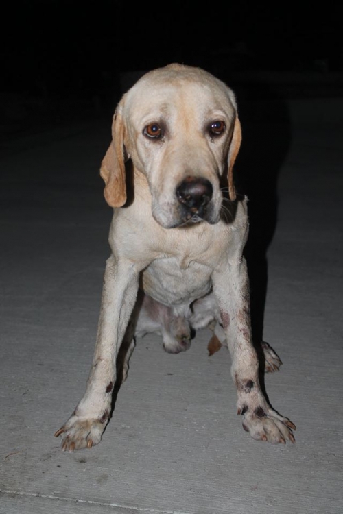 ლაბრადორი დობი