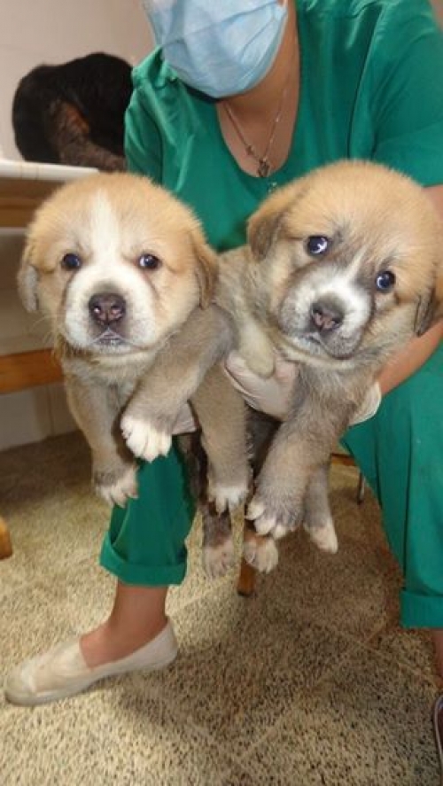 ქართული ნაგაზი უსახელო