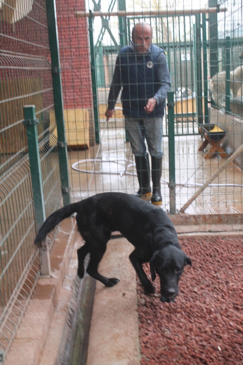 ლაბრადორი ლორდი