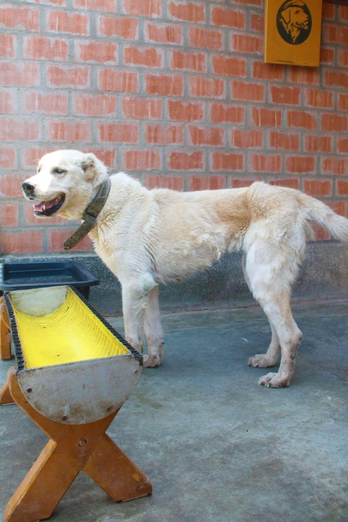 ქართული ნაგაზი უსახელო