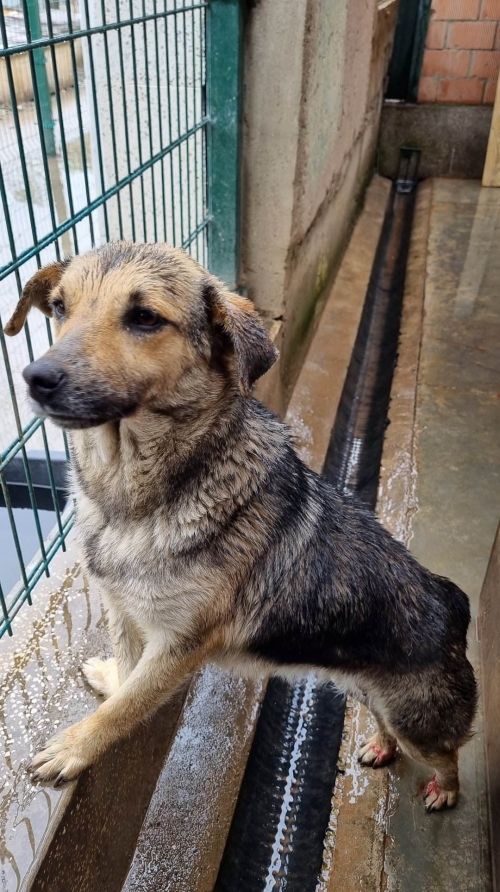 მეტისი მარნეული. ნანა გაბაიძე