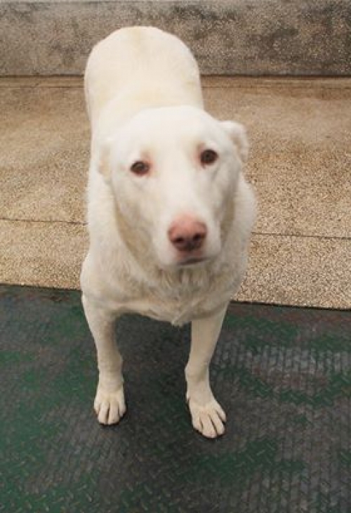 ქართული ნაგაზი ლომა