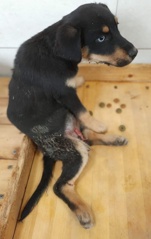 მეტისი უსახელო