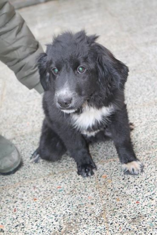 სპანიელის მეტისი ამადეუსი