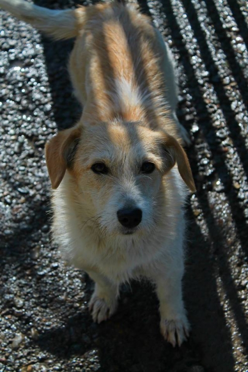 შნაუცერის მეტისი ბოკა