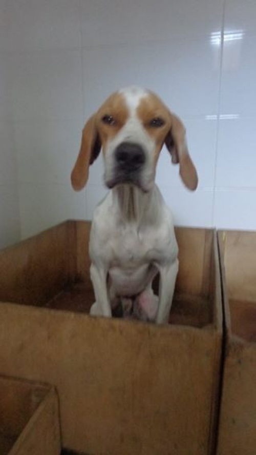 პოინტერი უცნობი