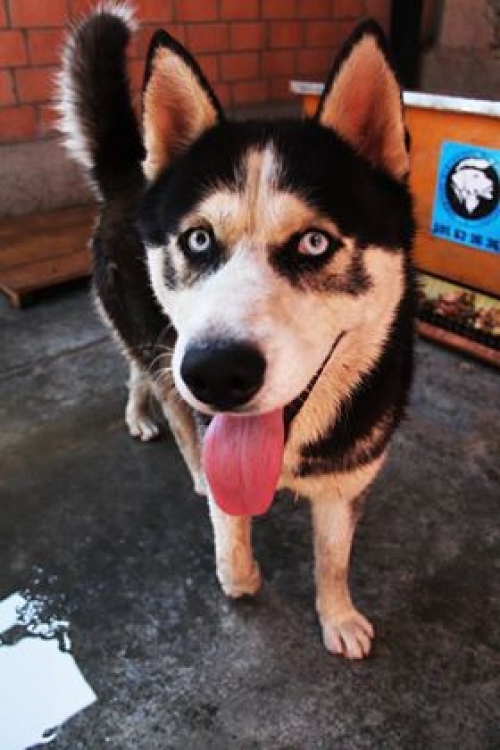 ლაიკა უსახელო