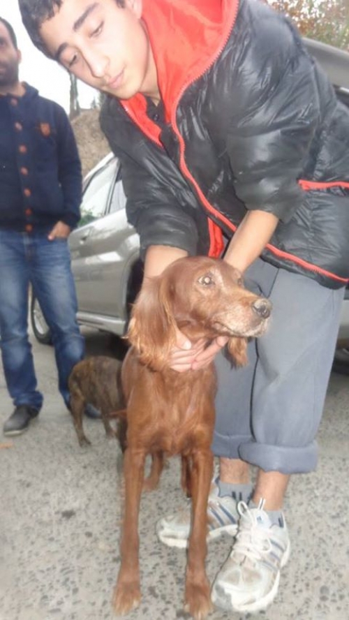 ირლანდიური სეტერი ლინდა