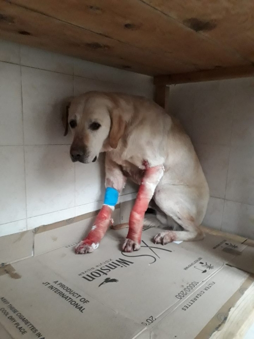 ლაბრადორი ბაქსი