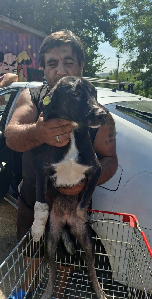 მეტისი ქ. რუსთავი