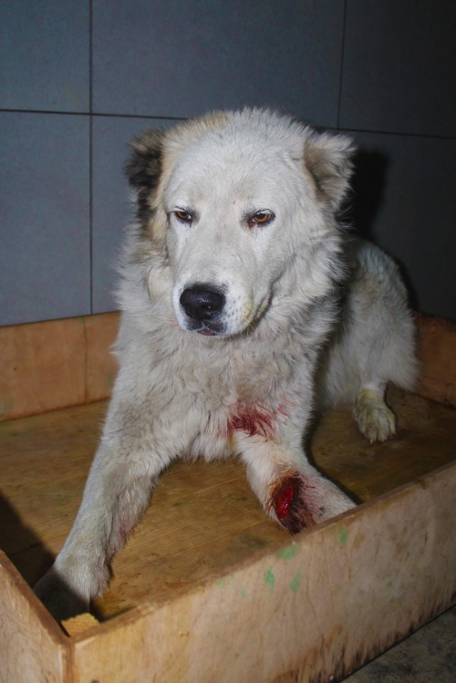 აზიური ნაგაზი უსახელო