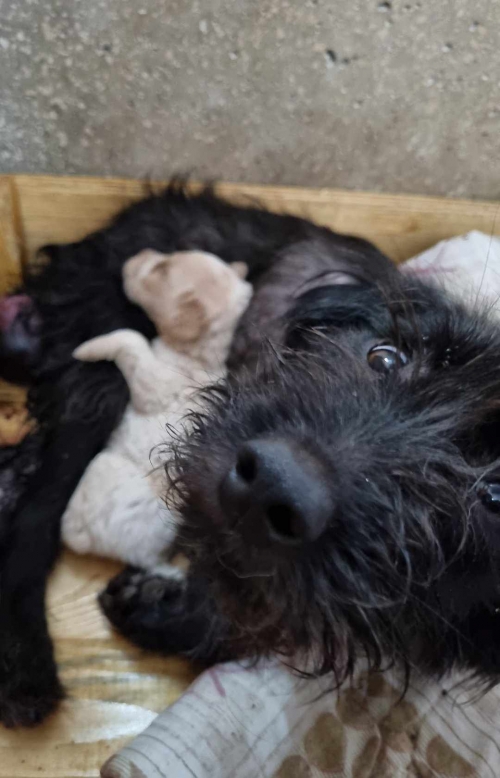 ბალონკა აფრიკა მაღაზია ზღაპარი