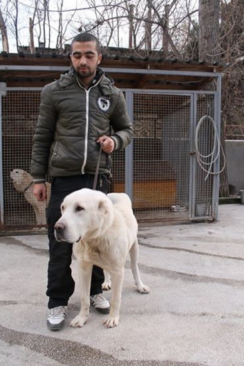 ქართული ნაგაზი ლომა