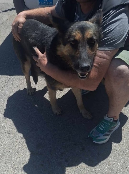 გერმანული ნაგაზი. კოდა