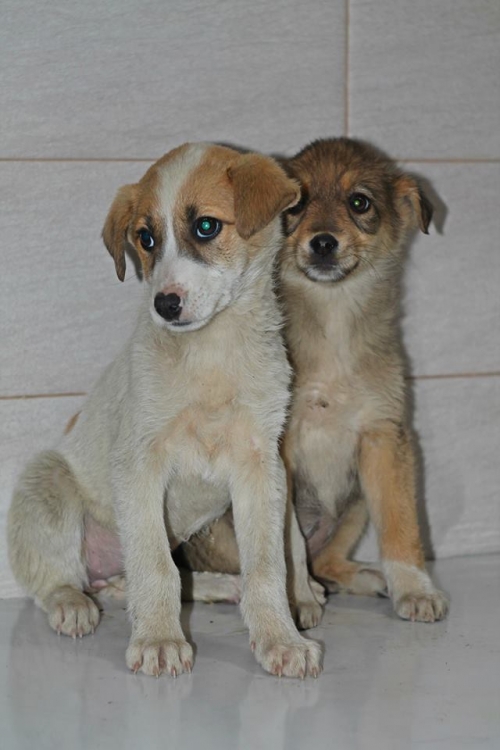 მეტისის ლეკვები უსახელო