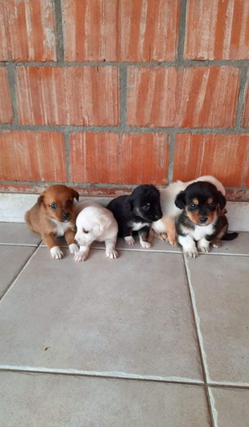 მეტისი ნაპოვნია სიონში