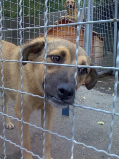 მეტისი ბათურა