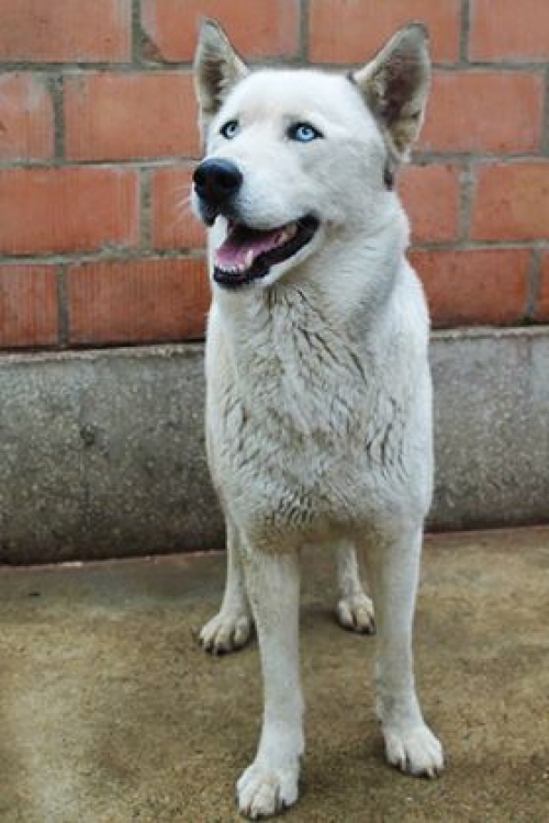 ლაიკა უსახელო