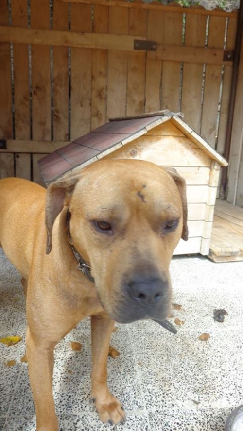 პიტი მესი