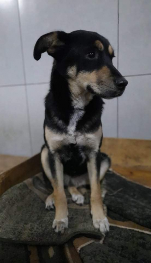 მეტისი უსახელო