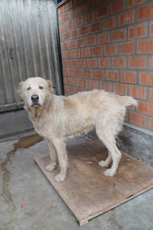 ქართული ნაგაზი უსახელო