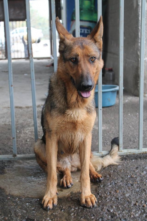 გერმანული ნაგაზი უსახელო