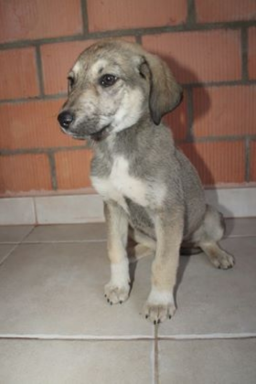 ქართული ქოფაკი უსახელო