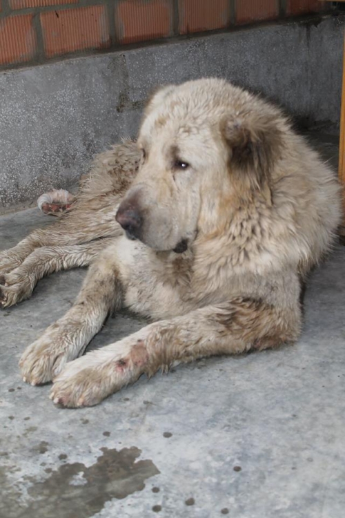 ქართული ნაგაზი ბომბორა