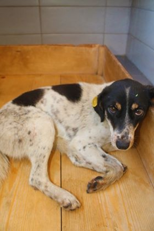 მეტისი უსახელო