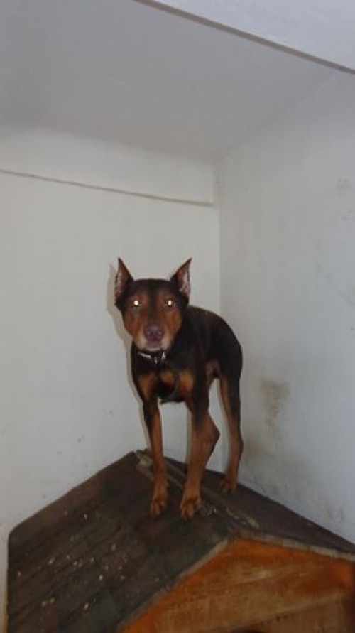 დობერმანი რიჩი