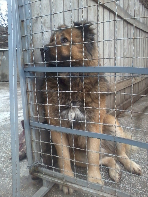 კავკასიური ნაგაზი ჯები