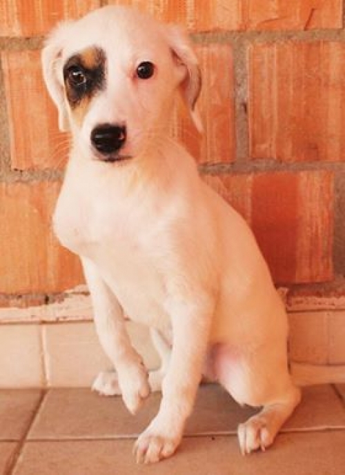 მეტისი ბეითინი