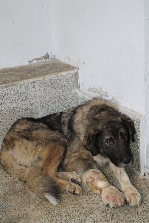 ქართული ქოფაკი სიმბა