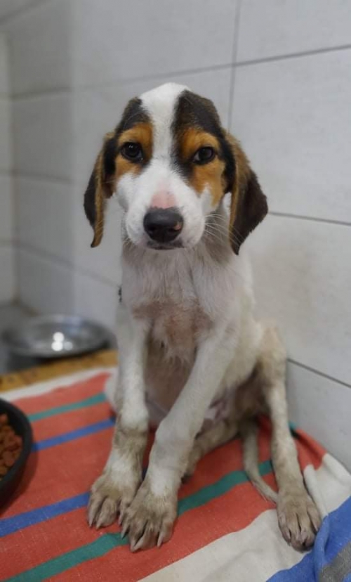 მეტისი ქიზიყის ქუჩა