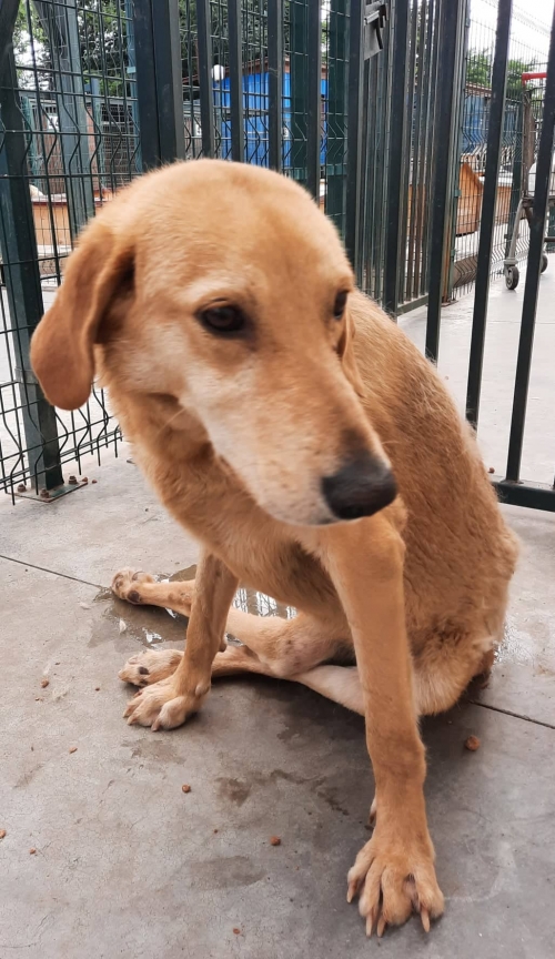 მეტისი ქუთაისი