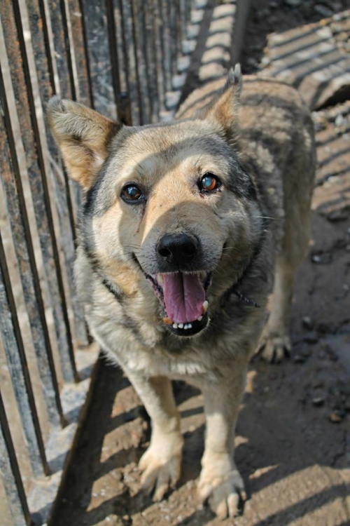 ლაიკის მეტისი როკი