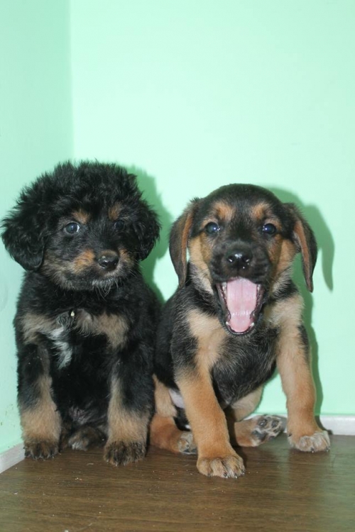 მეტისის ლეკვები უსახელო