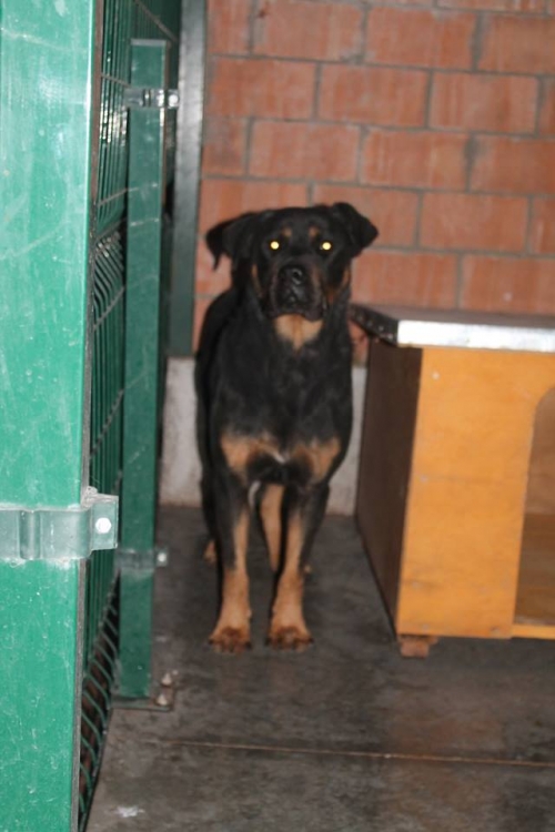 როტვეილერი ლორდი