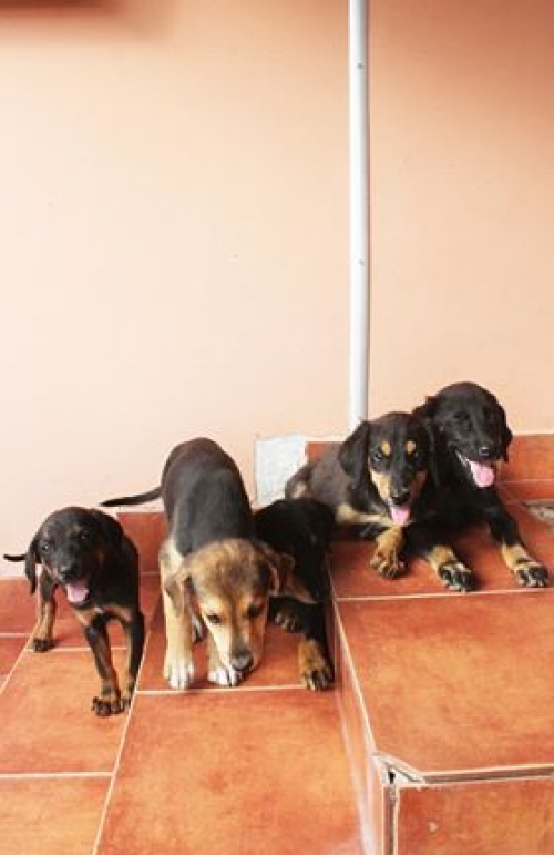 მეტისის ლეკვები უსახელო