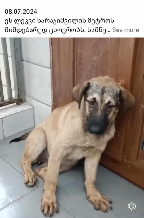 მეტისი სარაჯიშვილის მეტრო