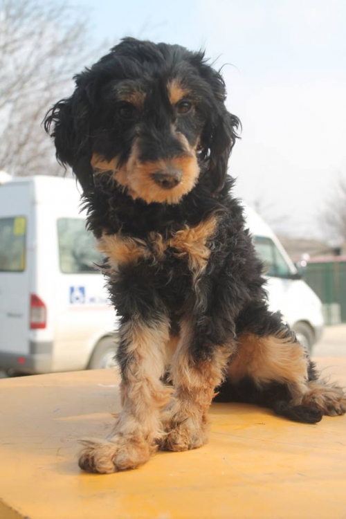 სპანიელის მეტისი უსახელო